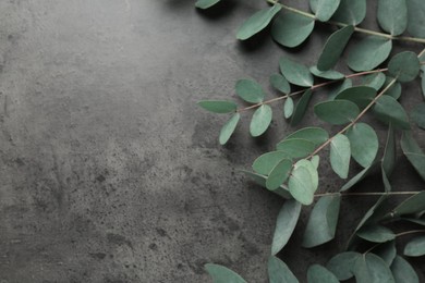 Photo of Beautiful eucalyptus branches on grey background, top view. Space for text
