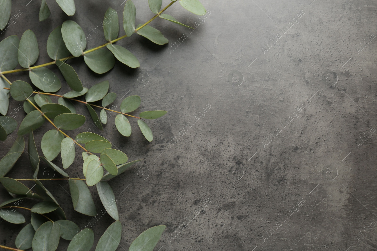 Beautiful eucalyptus branches on grey background, top view. Space for text Photo of Beautiful eucalyptus branches on grey background, top view. Space for text