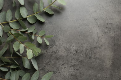 Photo of Beautiful eucalyptus branches on grey background, top view. Space for text