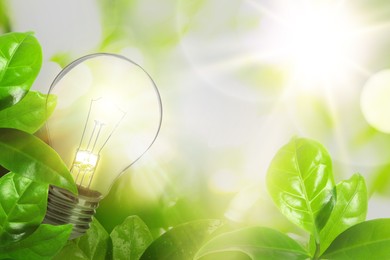 Image of Glowing light bulb among lush green leaves under bright sunlight. Eco-friendly energy