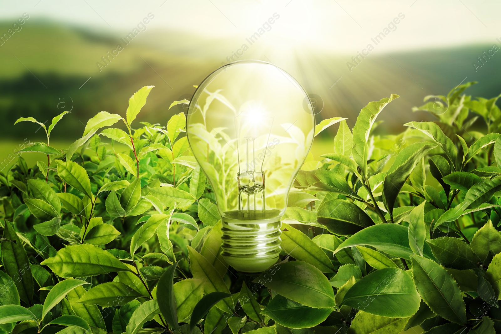 Glowing light bulb among lush green leaves under bright sunlight. Eco-friendly energy Image of Glowing light bulb among lush green leaves under bright sunlight. Eco-friendly energy