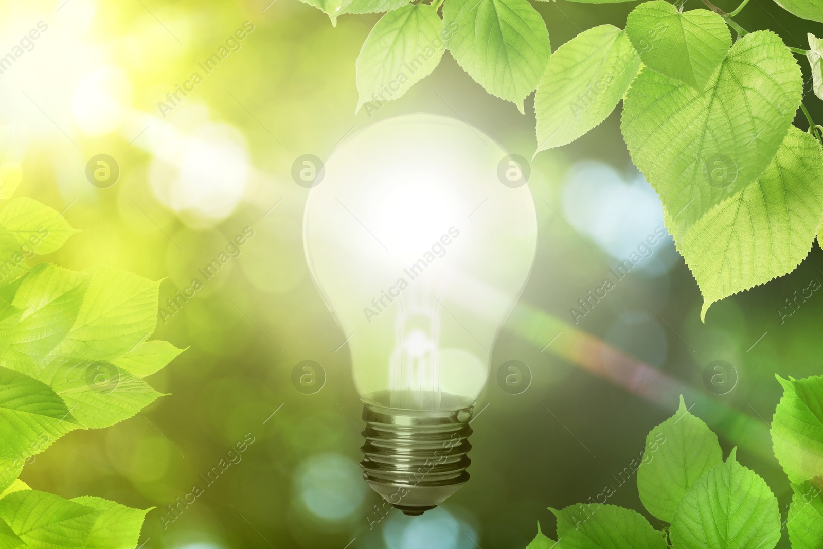 Glowing light bulb and lush green leaves under bright sunlight. Eco-friendly energy Image of Glowing light bulb and lush green leaves under bright sunlight. Eco-friendly energy