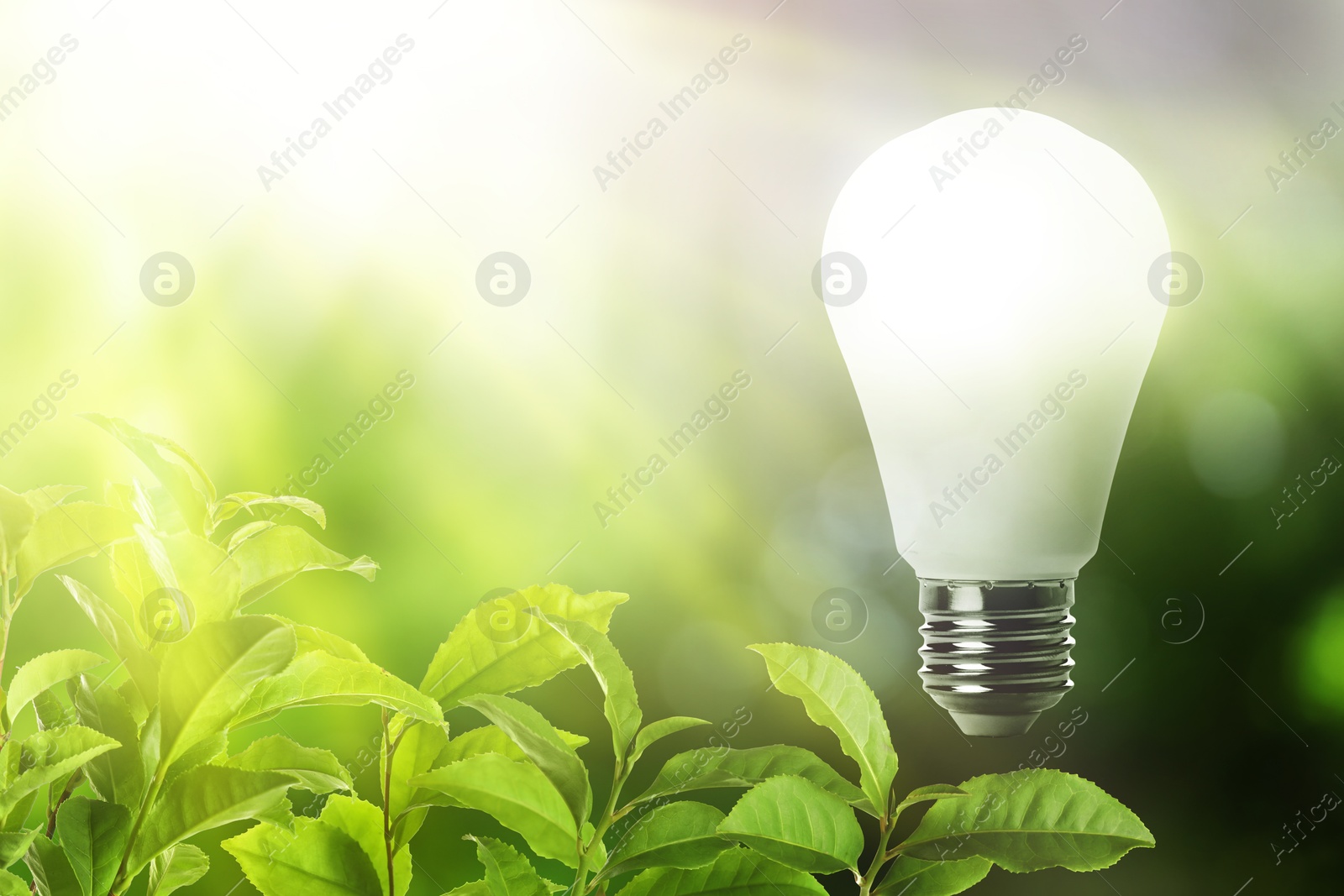 Glowing light bulb and lush green leaves under bright sunlight. Eco-friendly energy Image of Glowing light bulb and lush green leaves under bright sunlight. Eco-friendly energy