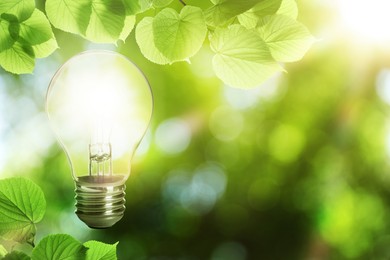 Image of Glowing light bulb and lush green leaves under bright sunlight. Eco-friendly energy