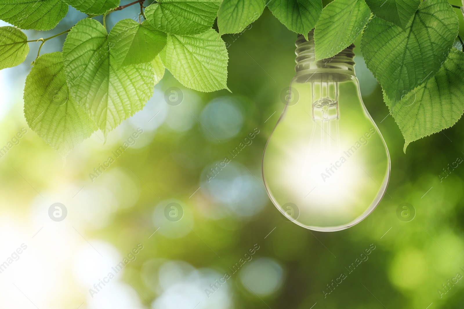 Glowing light bulb hanging from tree branch with green leaves under bright sunlight. Eco-friendly energy Image of Glowing light bulb hanging from tree branch with green leaves under bright sunlight. Eco-friendly energy