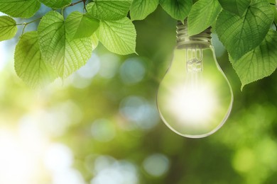 Image of Glowing light bulb hanging from tree branch with green leaves under bright sunlight. Eco-friendly energy