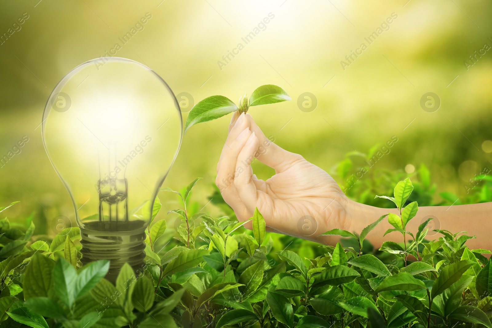 Glowing light bulb among lush green leaves and woman holding seedling under bright sunlight. Eco-friendly energy Image of Glowing light bulb among lush green leaves and woman holding seedling under bright sunlight. Eco-friendly energy