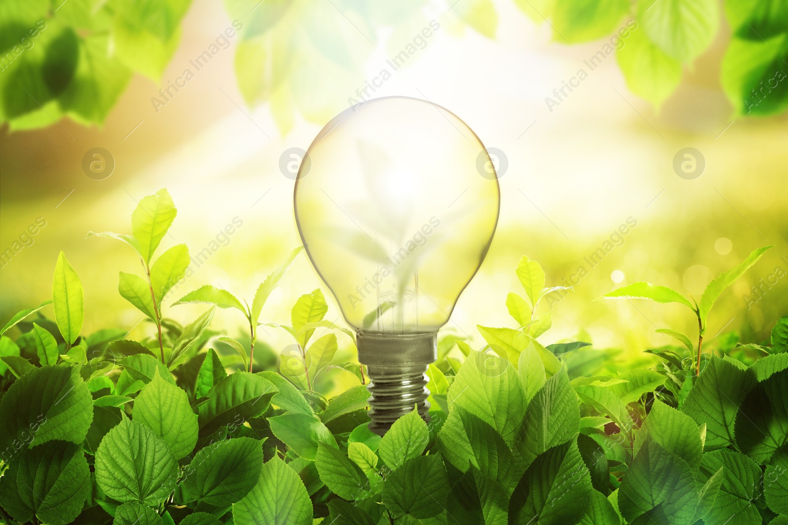 Glowing light bulb among lush green leaves under bright sunlight. Eco-friendly energy Image of Glowing light bulb among lush green leaves under bright sunlight. Eco-friendly energy