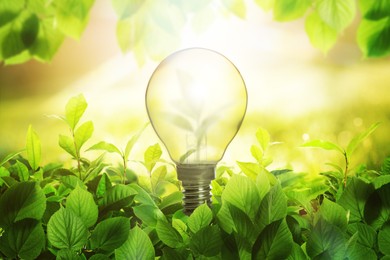 Image of Glowing light bulb among lush green leaves under bright sunlight. Eco-friendly energy