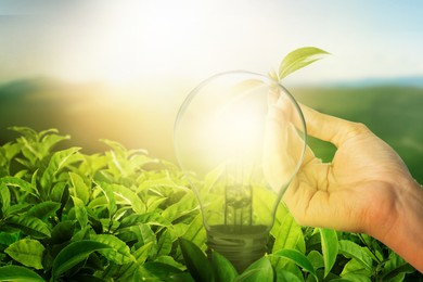 Image of Glowing light bulb among lush green leaves and woman holding seedling under bright sunlight. Eco-friendly energy