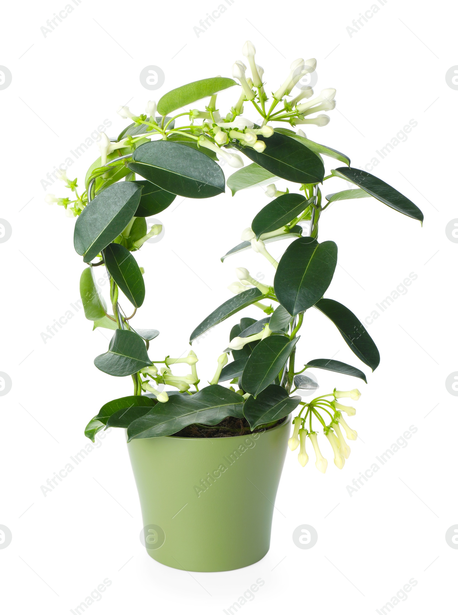 Beautiful jasmine plant with buds isolated on white Photo of Beautiful jasmine plant with buds isolated on white