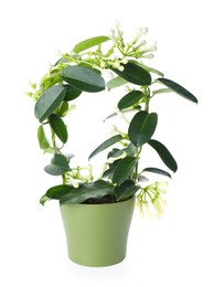 Photo of Beautiful jasmine plant with buds isolated on white
