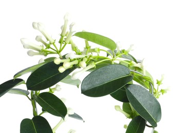 Photo of Beautiful jasmine plant with buds isolated on white