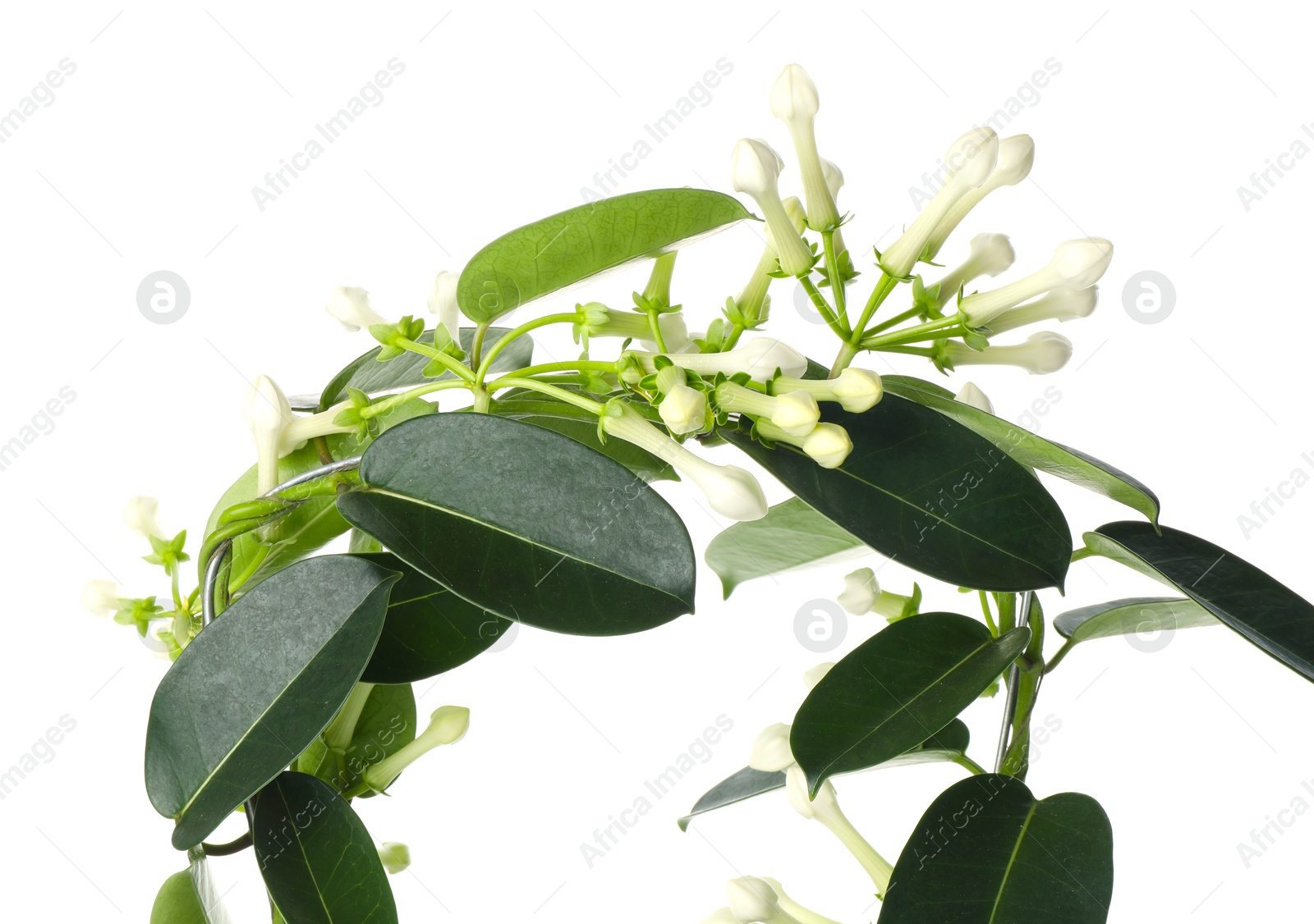 Beautiful jasmine plant with buds isolated on white Photo of Beautiful jasmine plant with buds isolated on white