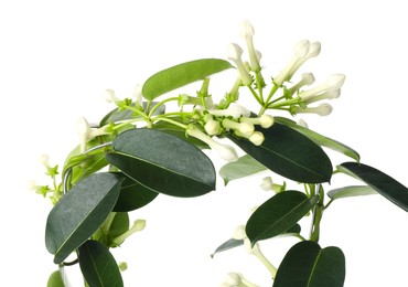 Photo of Beautiful jasmine plant with buds isolated on white