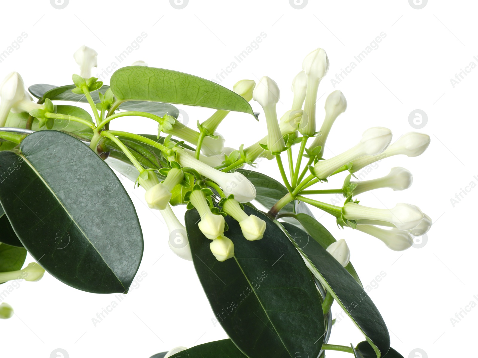 Beautiful jasmine plant with buds isolated on white Photo of Beautiful jasmine plant with buds isolated on white