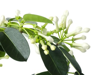 Photo of Beautiful jasmine plant with buds isolated on white