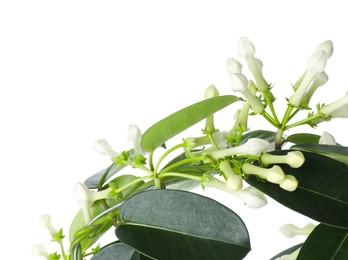 Photo of Beautiful jasmine plant with buds isolated on white