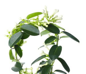 Photo of Beautiful jasmine plant with buds isolated on white
