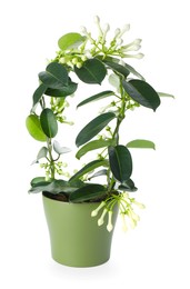 Photo of Beautiful jasmine plant with buds isolated on white