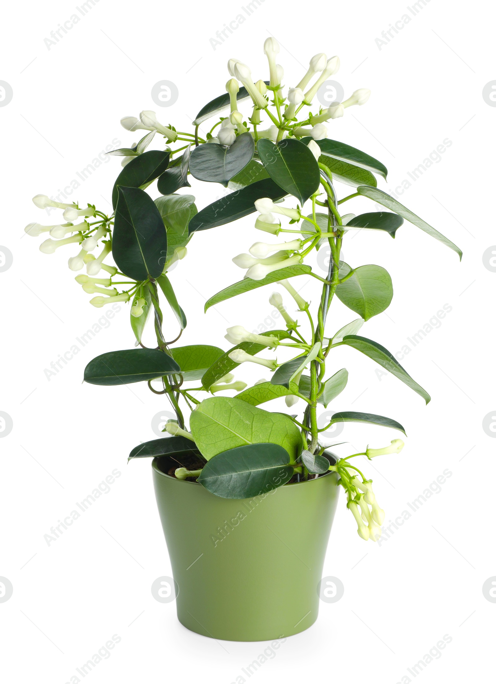 Beautiful jasmine plant with buds isolated on white Photo of Beautiful jasmine plant with buds isolated on white