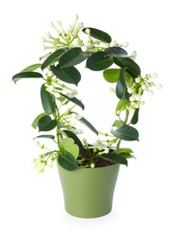 Photo of Beautiful jasmine plant with buds isolated on white
