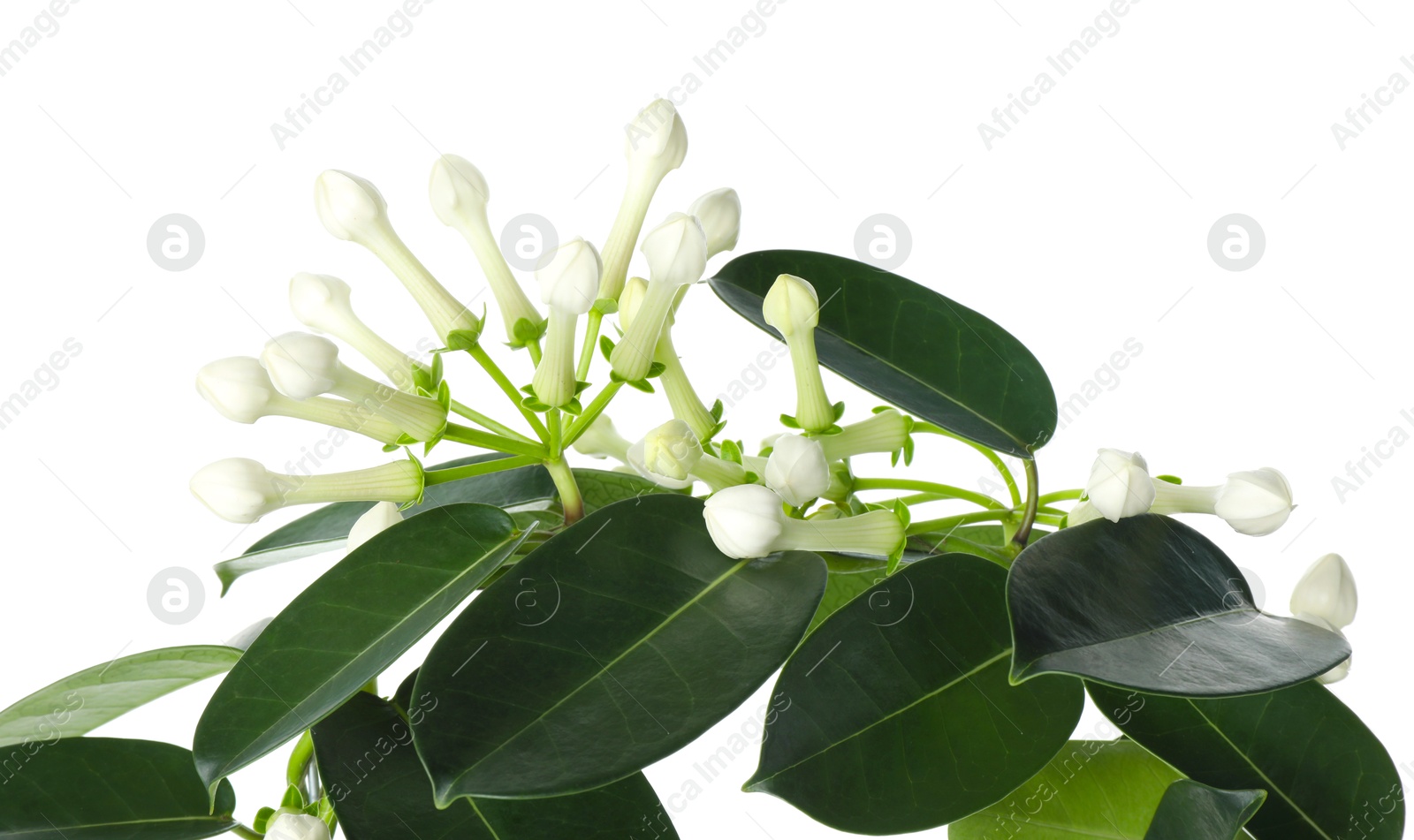 Beautiful jasmine plant with buds isolated on white Photo of Beautiful jasmine plant with buds isolated on white