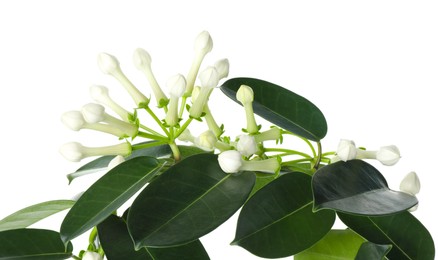 Photo of Beautiful jasmine plant with buds isolated on white