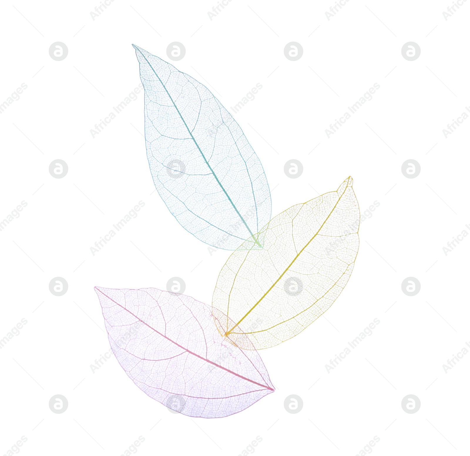 Beautiful skeletonized leaves isolated on white, top view Photo of Beautiful skeletonized leaves isolated on white, top view