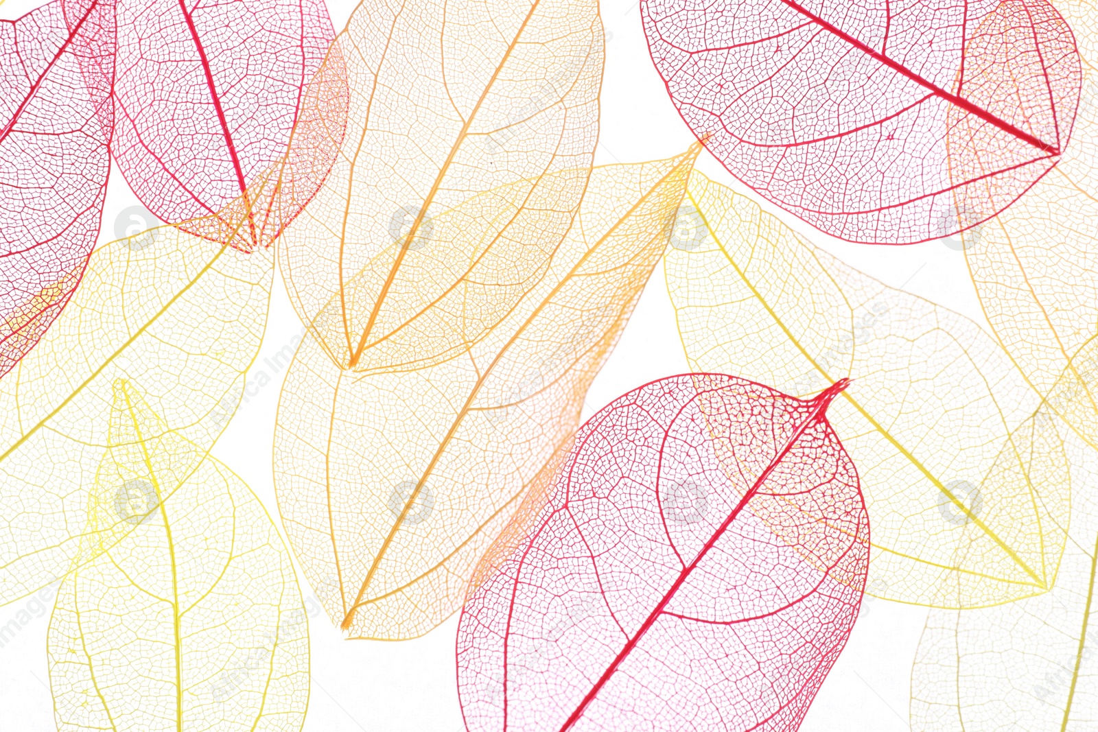 Beautiful skeletonized leaves on white background, flat lay Photo of Beautiful skeletonized leaves on white background, flat lay