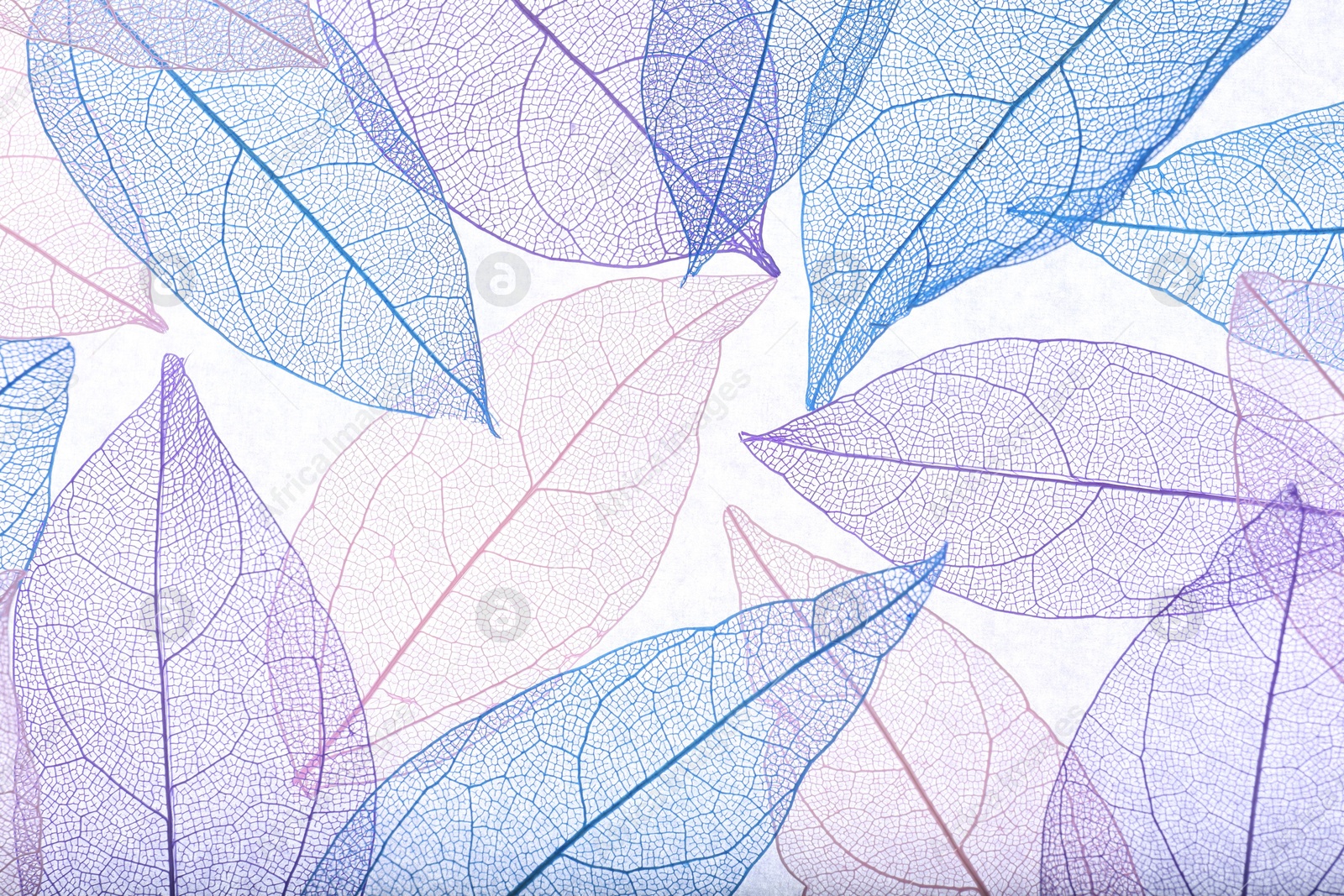 Photo of Beautiful skeletonized leaves on white background, flat lay