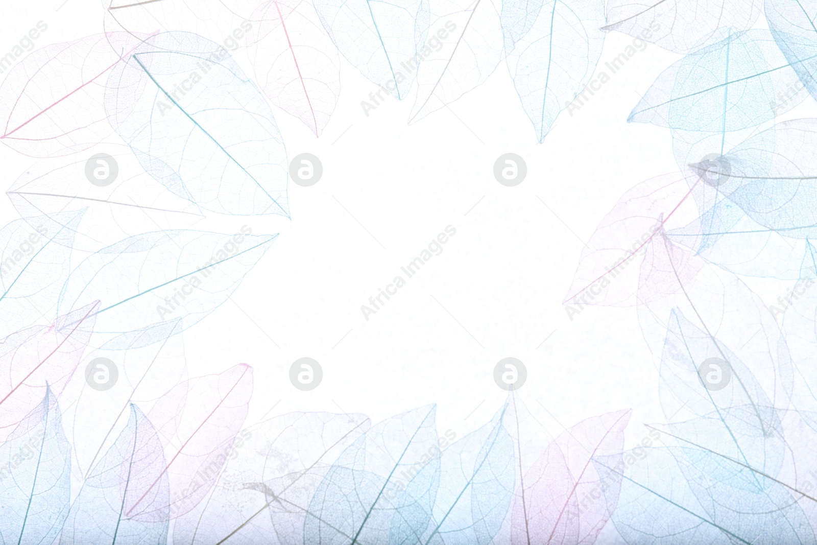 Beautiful skeletonized leaves on white background, flat lay. Space for text Photo of Beautiful skeletonized leaves on white background, flat lay. Space for text