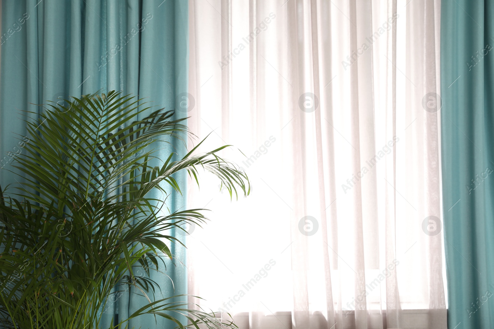 Beautiful plant near window with elegant curtains in room Photo of Beautiful plant near window with elegant curtains in room