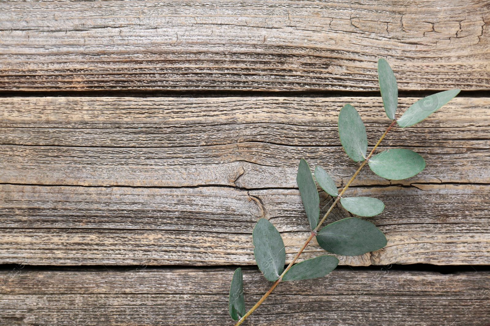 Beautiful eucalyptus branch on wooden background, top view. Space for text Photo of Beautiful eucalyptus branch on wooden background, top view. Space for text