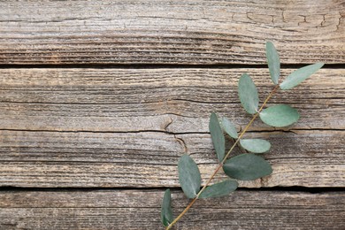 Photo of Beautiful eucalyptus branch on wooden background, top view. Space for text