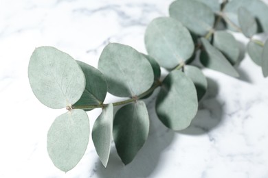 Photo of Beautiful eucalyptus branch on white marble background, closeup