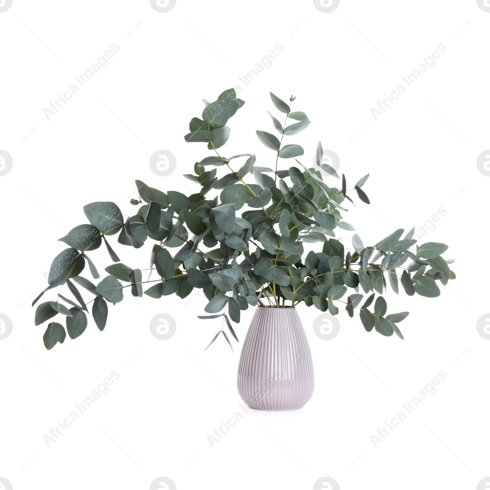 Beautiful eucalyptus branches in vase isolated on white Photo of Beautiful eucalyptus branches in vase isolated on white