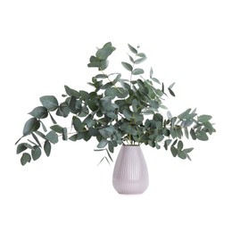 Photo of Beautiful eucalyptus branches in vase isolated on white