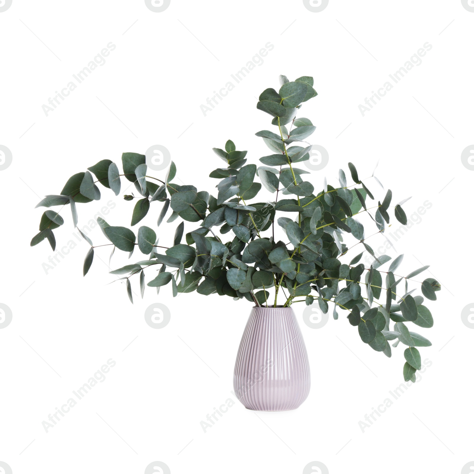 Beautiful eucalyptus branches in vase isolated on white Photo of Beautiful eucalyptus branches in vase isolated on white
