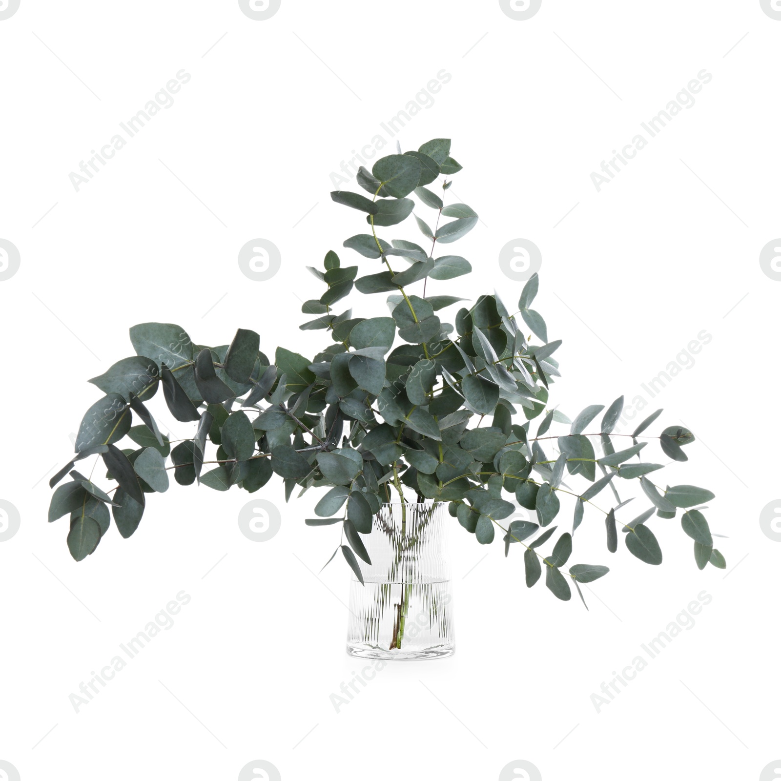Beautiful eucalyptus branches in vase isolated on white Photo of Beautiful eucalyptus branches in vase isolated on white