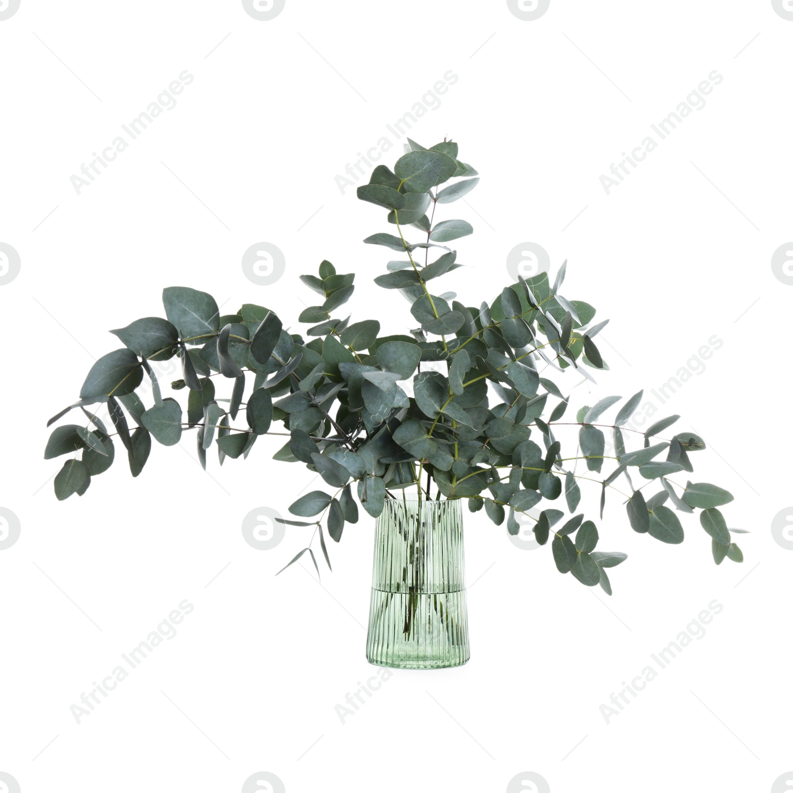Beautiful eucalyptus branches in vase isolated on white Photo of Beautiful eucalyptus branches in vase isolated on white