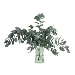 Photo of Beautiful eucalyptus branches in vase isolated on white