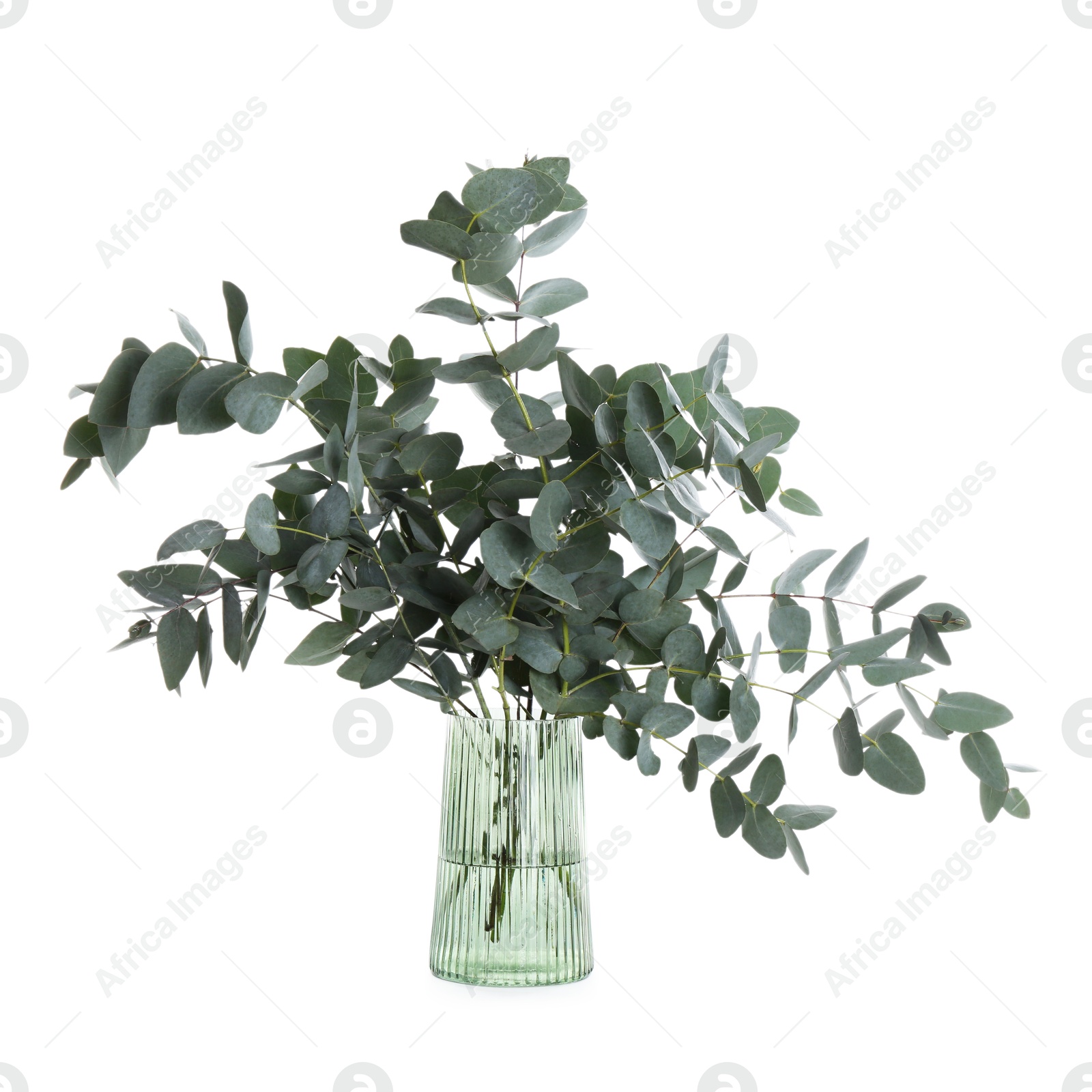 Beautiful eucalyptus branches in vase isolated on white Photo of Beautiful eucalyptus branches in vase isolated on white