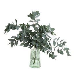 Photo of Beautiful eucalyptus branches in vase isolated on white