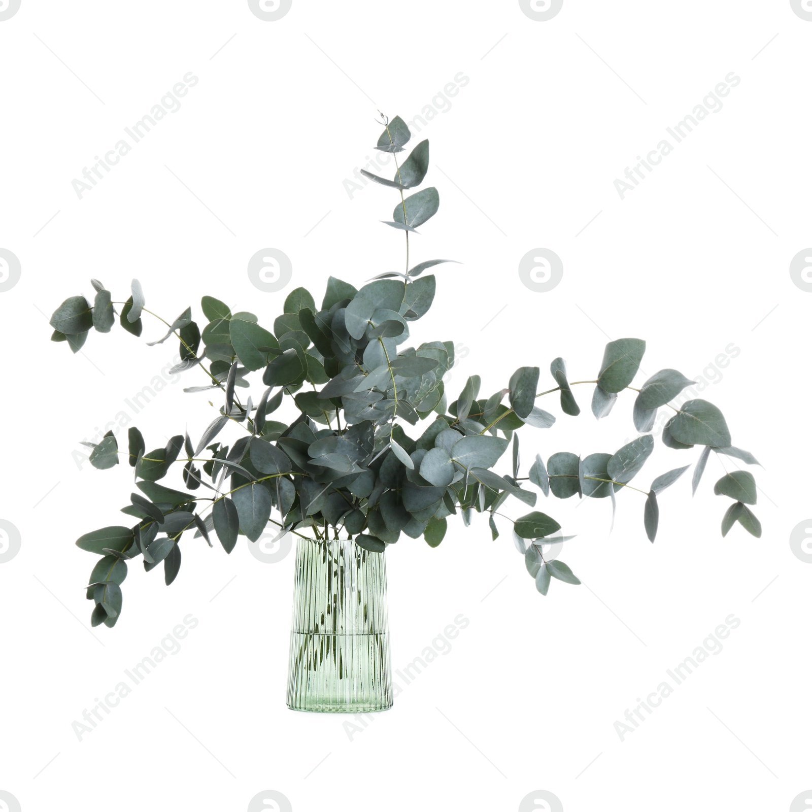 Beautiful eucalyptus branches in vase isolated on white Photo of Beautiful eucalyptus branches in vase isolated on white