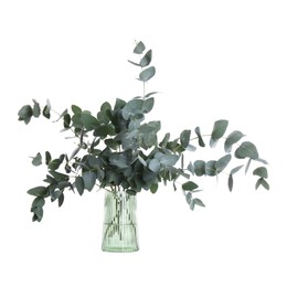 Photo of Beautiful eucalyptus branches in vase isolated on white