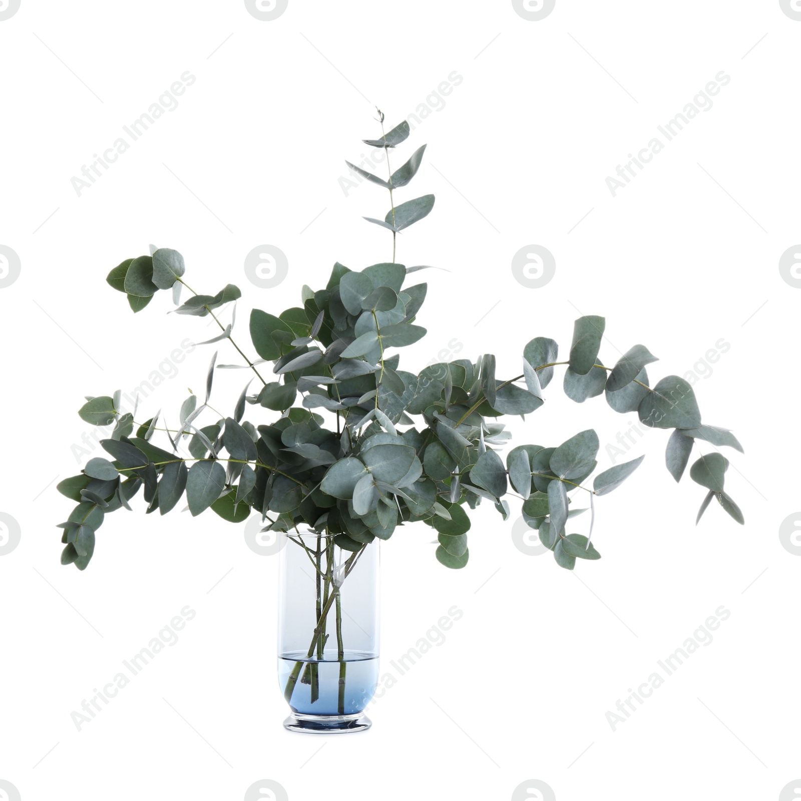 Beautiful eucalyptus branches in vase isolated on white Photo of Beautiful eucalyptus branches in vase isolated on white