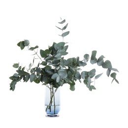 Photo of Beautiful eucalyptus branches in vase isolated on white