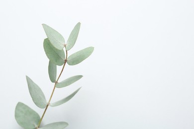 Photo of Beautiful eucalyptus branch on white background, top view. Space for text