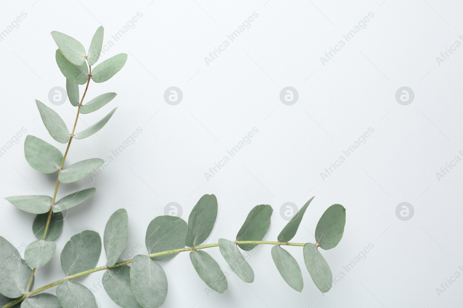 Beautiful eucalyptus branches on white background, top view. Space for text Photo of Beautiful eucalyptus branches on white background, top view. Space for text